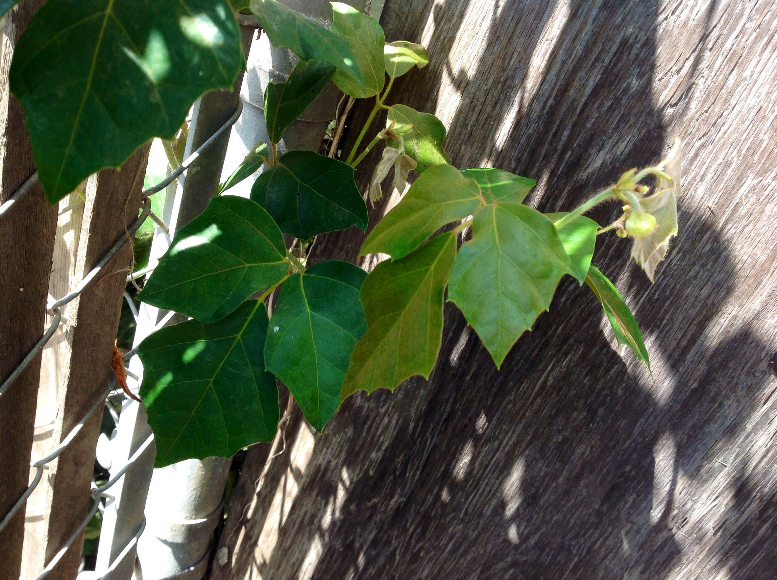 Is this poison ivy? Walter Reeves The Gardener