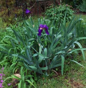 irisbluetopurple | Walter Reeves: The Georgia Gardener