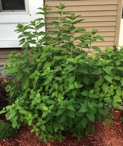 is-this-a-weed | Walter Reeves: The Georgia Gardener