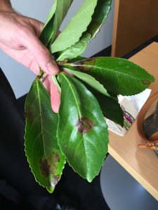 leaf | Walter Reeves: The Georgia Gardener