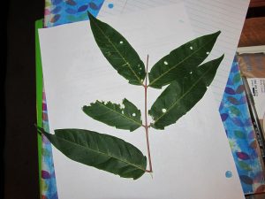 leaves | Walter Reeves: The Georgia Gardener