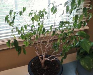 little-tree | Walter Reeves: The Georgia Gardener