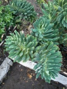 my-plant | Walter Reeves: The Georgia Gardener