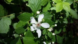 mystery-flower | Walter Reeves: The Georgia Gardener