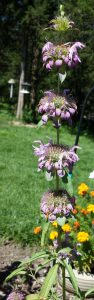 mystery-plant | Walter Reeves: The Georgia Gardener