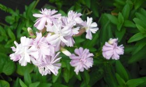 mystery-plant | Walter Reeves: The Georgia Gardener