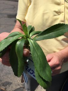 mystery-plant-PA | Walter Reeves: The Georgia Gardener