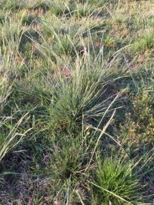 mysterygrass1 | Walter Reeves: The Georgia Gardener