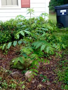 mysteryincoweta | Walter Reeves: The Georgia Gardener