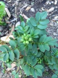 mysteryplant | Walter Reeves: The Georgia Gardener