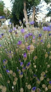 name-unknown | Walter Reeves: The Georgia Gardener