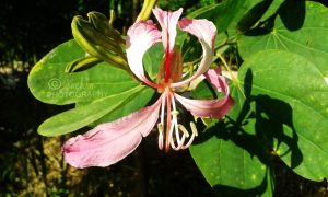 p1 | Walter Reeves: The Georgia Gardener