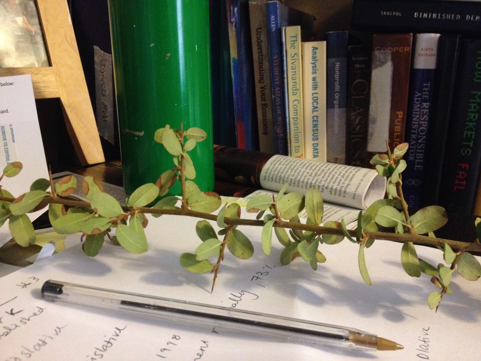 Thorny tree in Atlanta Walter Reeves The Gardener