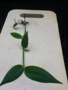 photo-2 | Walter Reeves: The Georgia Gardener