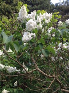 phpF7GmQ0PM2 | Walter Reeves: The Georgia Gardener