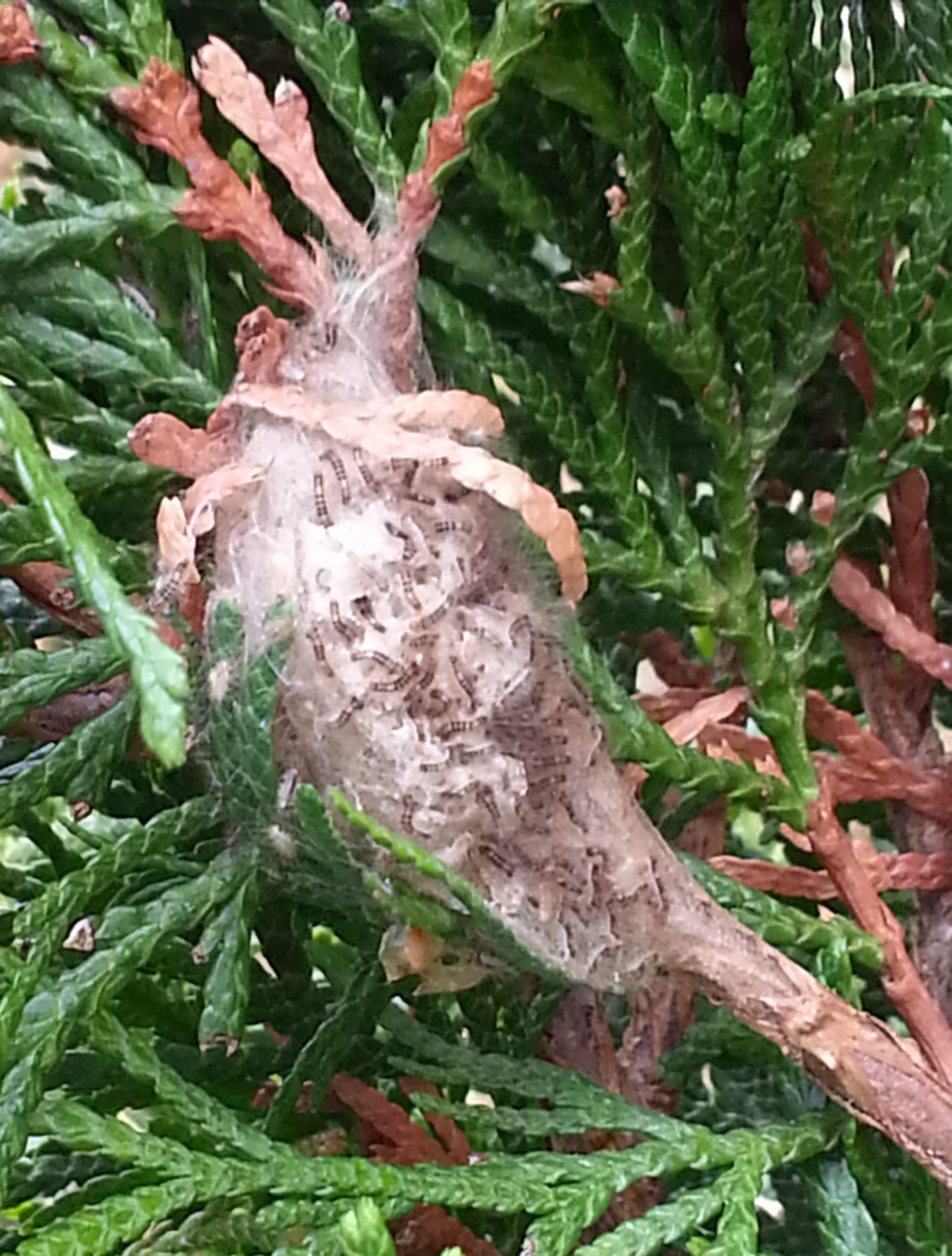 Bagworms on my Emerald green arborvitae?? Walter Reeves The