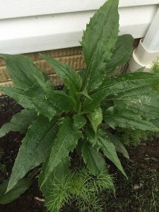 plant-1 | Walter Reeves: The Georgia Gardener