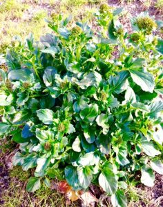 plant | Walter Reeves: The Georgia Gardener