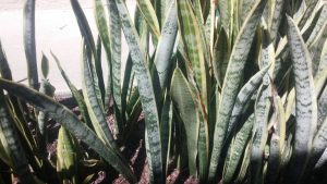 plant | Walter Reeves: The Georgia Gardener
