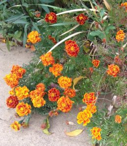 plant1 | Walter Reeves: The Georgia Gardener