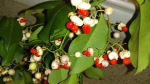 plant1 | Walter Reeves: The Georgia Gardener