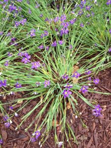 plant3 | Walter Reeves: The Georgia Gardener