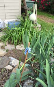 pod-plant-1 | Walter Reeves: The Georgia Gardener