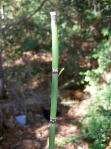 reed1 | Walter Reeves: The Georgia Gardener