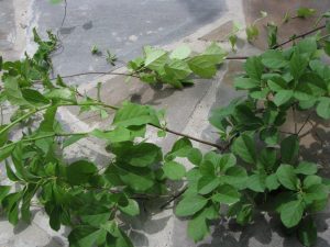 shrub-a-001 | Walter Reeves: The Georgia Gardener