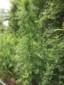 st | Walter Reeves: The Georgia Gardener
