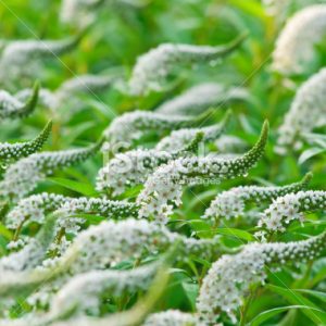 stock-photo-15688139-gooseneck-loosestrife-lysimachia-clethroides-xii | Walter Reeves: The Georgia Gardener