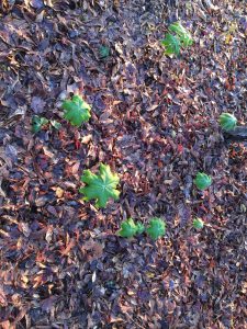 test1 | Walter Reeves: The Georgia Gardener