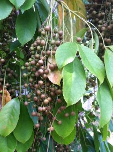 tkcplant1 | Walter Reeves: The Georgia Gardener