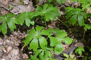 tmp_7327-index91129839819 | Walter Reeves: The Georgia Gardener