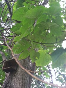 tree | Walter Reeves: The Georgia Gardener