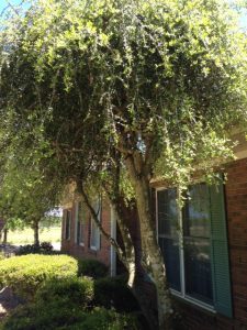 tree | Walter Reeves: The Georgia Gardener