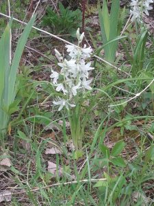 SAMSUNG | Walter Reeves: The Georgia Gardener