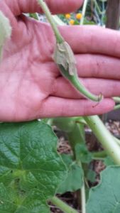 unnamed1 | Walter Reeves: The Georgia Gardener