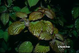 velvet-leave-plant | Walter Reeves: The Georgia Gardener