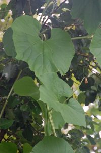 vine-close | Walter Reeves: The Georgia Gardener