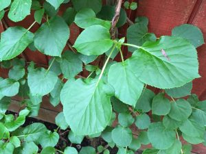 vine-leaf-id-IMG_0652 | Walter Reeves: The Georgia Gardener