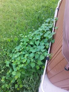 vineplant1 | Walter Reeves: The Georgia Gardener