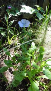 volunteer | Walter Reeves: The Georgia Gardener