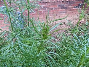 weedflower | Walter Reeves: The Georgia Gardener