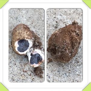 weird-coconut | Walter Reeves: The Georgia Gardener
