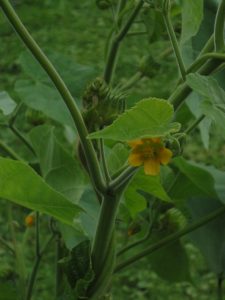 what | Walter Reeves: The Georgia Gardener