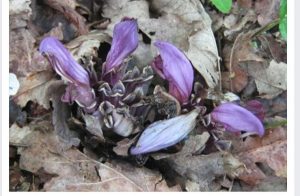 what-is-it | Walter Reeves: The Georgia Gardener