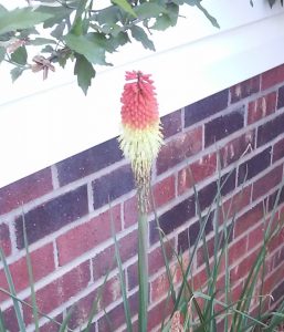 what-is-this-called | Walter Reeves: The Georgia Gardener