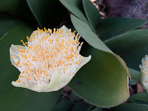 whatIsThis1 | Walter Reeves: The Georgia Gardener