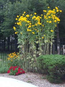 yellow-mystery-plant | Walter Reeves: The Georgia Gardener
